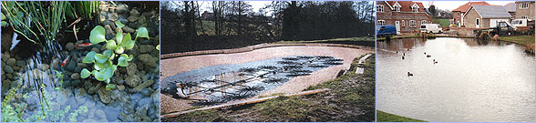 Spider Filter System, cleaning ponds, clear healthy water, filtering, water garden, New Forest